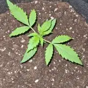 NorthernLightsOG Auto(Zamnesia Seeds)#1c