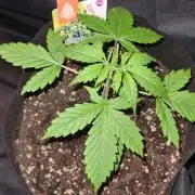 Sticky Beast Auto (Zamnesia Seeds)