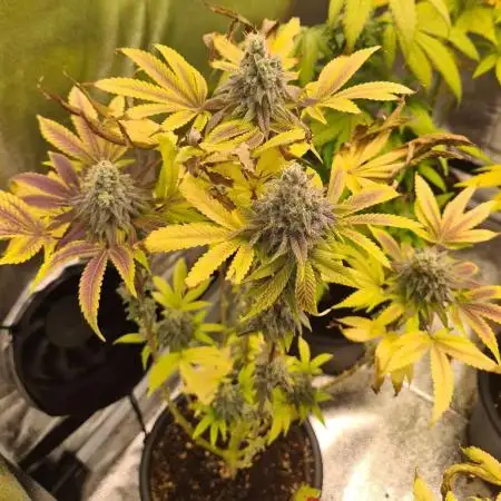 Jealousy (Zamnesia Seeds)