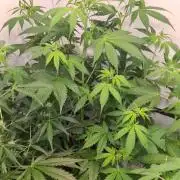 Blue Lobster Auto (Zamnesia Seeds)