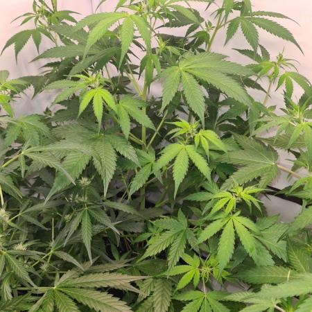 Blue Lobster Auto (Zamnesia Seeds)