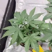 Pink Rozay (Zamnesia Seeds)