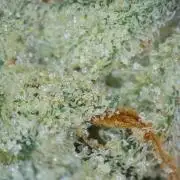 Frosted Zinn x 3 Bears OG Auto(Barney's)