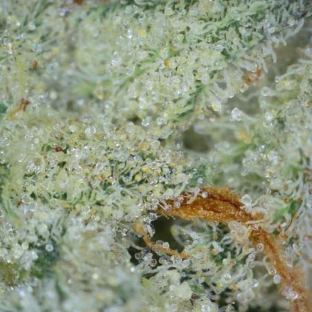 Frosted Zinn x 3 Bears OG Auto(Barney's)