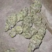 Pink Rozay (Zamnesia Seeds)