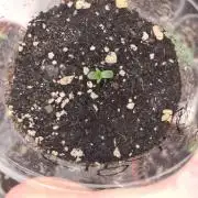 Sticky Beast Auto (Zamnesia Seeds)