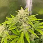 RQS / Sherbet Queen Auto ✔️