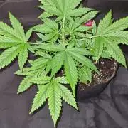 NorthernLightsOG Auto(Zamnesia Seeds)#1c
