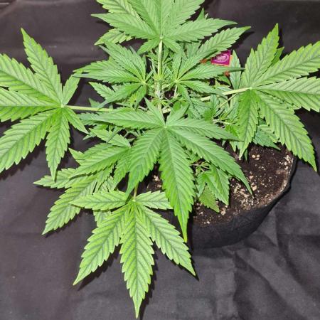 NorthernLightsOG Auto(Zamnesia Seeds)#1c