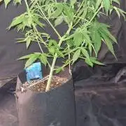Blue Lobster Auto (Zamnesia Seeds)
