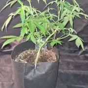 Toad Venom Auto  (Zamnesia Seeds)