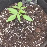 Toad Venom Auto  (Zamnesia Seeds)