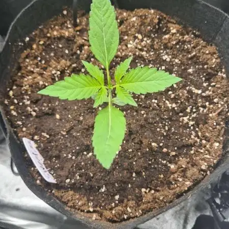 RQS / Sweet,zz Auto