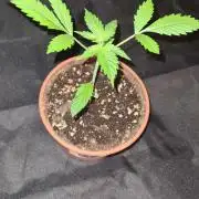 Blue Lobster Auto - CS Reversal