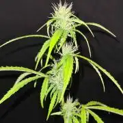 Chem Brulee Auto (Zamnesia Seeds)