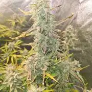 Frosted Zinn x 3 Bears OG Auto(Barney's)