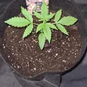 Glitter Bomb Auto (Zamnesia Seeds) #3c