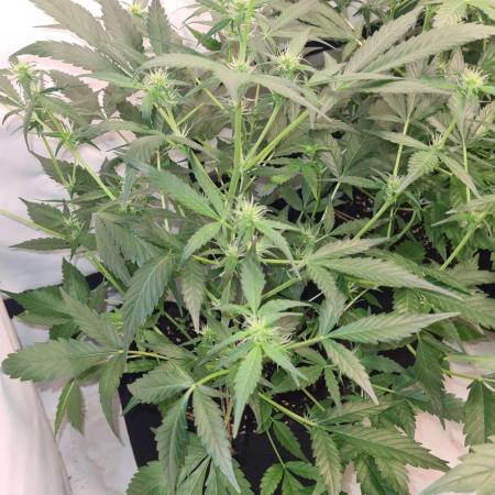 Cap Junky Auto (Zamnesia Seeds)