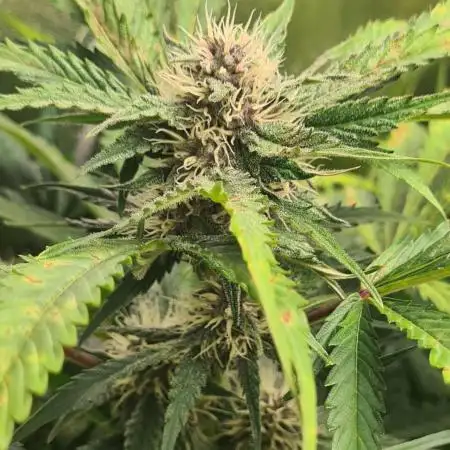 RQS / Triple G Auto ✔️