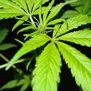 Sticky Beast Auto - CS Reversal