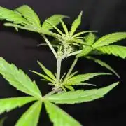 Blue Lobster Auto - CS Reversal