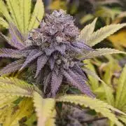 VzH / Cookies Companion EST : 2026