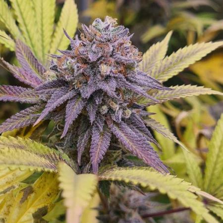 VzH / Cookies Companion EST : 2026