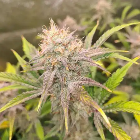 RQS / Sherbet Queen Auto ✔️