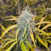 Thin Mint x Sour Pinot Auto (Barney's )