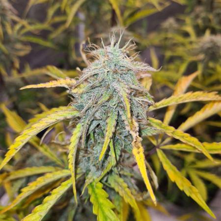 Thin Mint x Sour Pinot Auto (Barney's )
