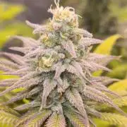 VzH / Dead Bull Companion