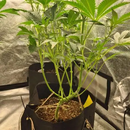RQS / Sherbet Queen Auto ✔️