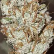 RQS / Sherbet Queen Auto ✔️