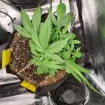 RQS / Triple G auto