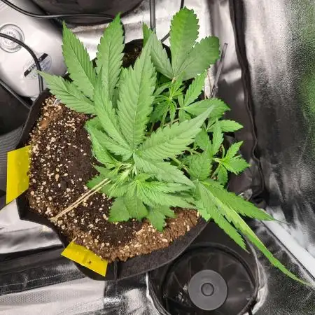 RQS / Triple G auto