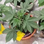 Birthday Cake (Zamnesia Seeds)