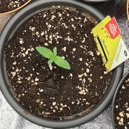 Jealousy (Zamnesia Seeds)