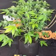 Sunset Sherbet Automatic (Zamnesia Seeds