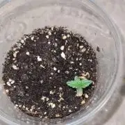Blue Lobster Auto - CS Reversal