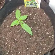 Sticky Beast Auto (Zamnesia Seeds)