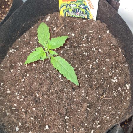 Sticky Beast Auto (Zamnesia Seeds)