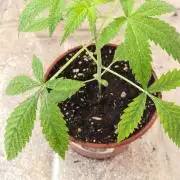 Northern Lights OG Auto  - CS Reversal
