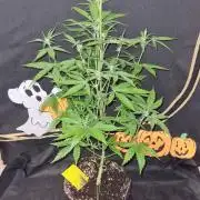 Glitter Bomb Auto (Zamnesia Seeds) #1c