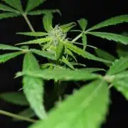 Chem Brulee Auto - CS Reversal