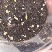 Northern Lights OG Auto (Zamnesia Seeds)