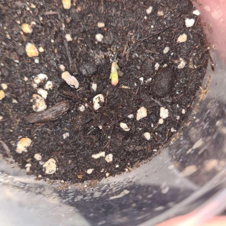 Northern Lights OG Auto (Zamnesia Seeds)