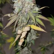 VzH / Citrus Companion