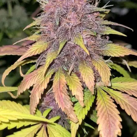 Lemon Cherry Cookies Auto