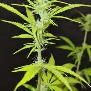 Blue Lobster Auto (Zamnesia Seeds)