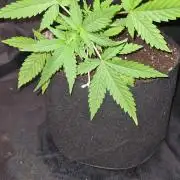 Glitter Bomb Auto (Zamnesia Seeds) #1c